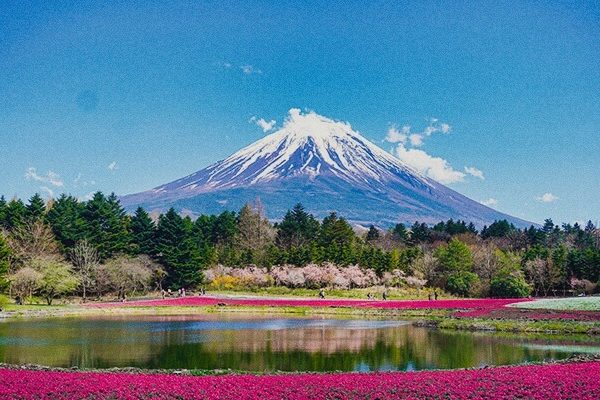 guide1 Mt. Fuji from the flower park
